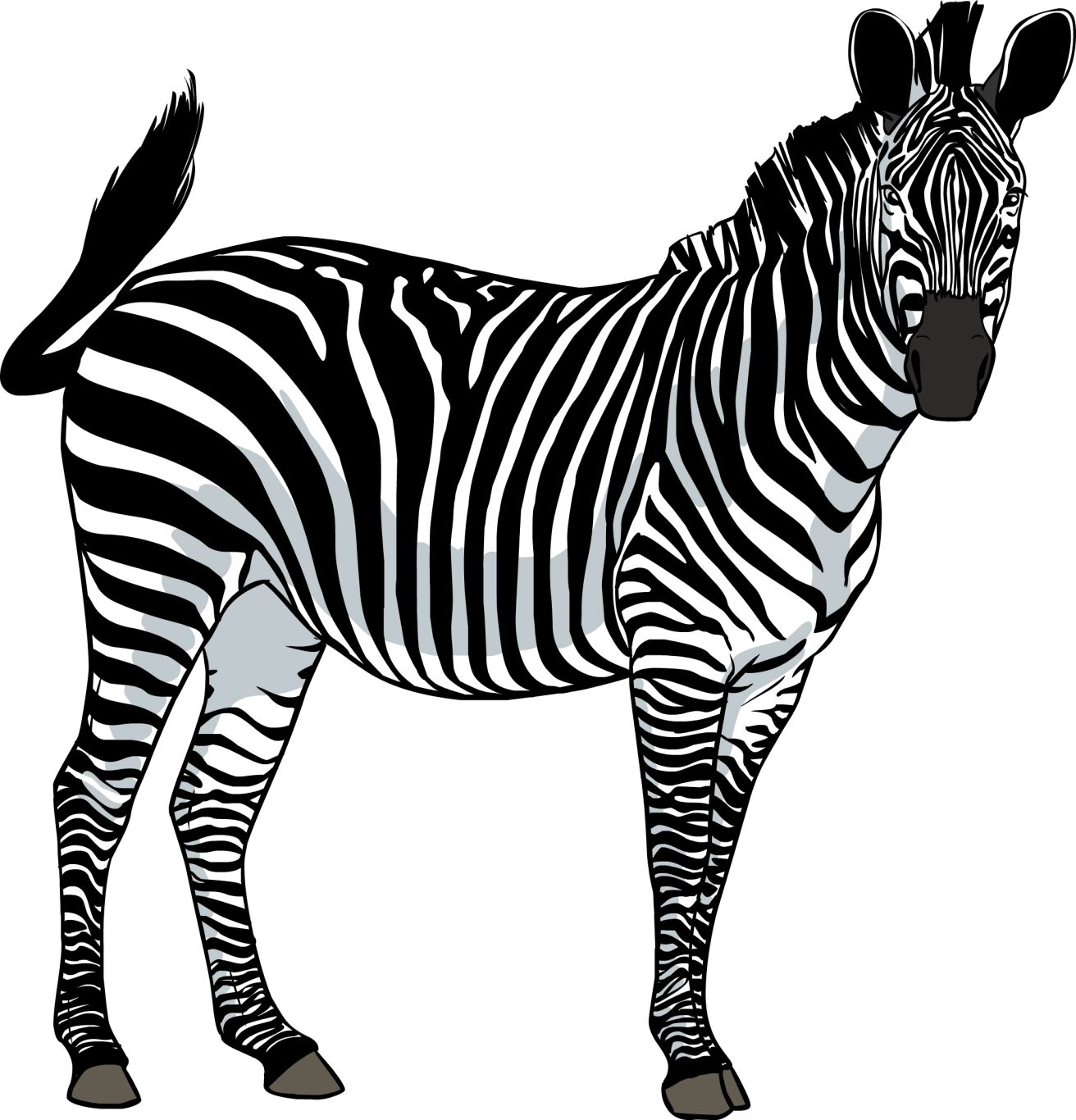 Zebra PNG image    图片编号:8960