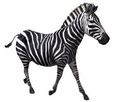 Zebra PNG image    图片编号:8962