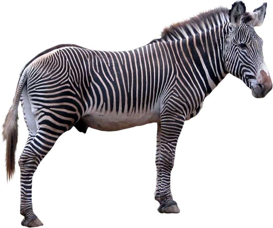 Zebra PNG image    图片编号:8963