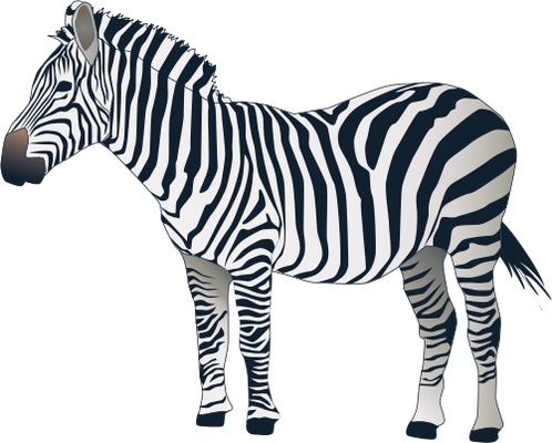 Zebra PNG image    图片编号:8964