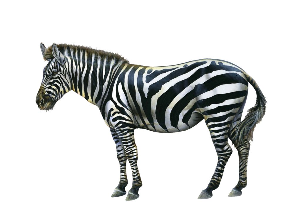 Zebra PNG image    图片编号:8965