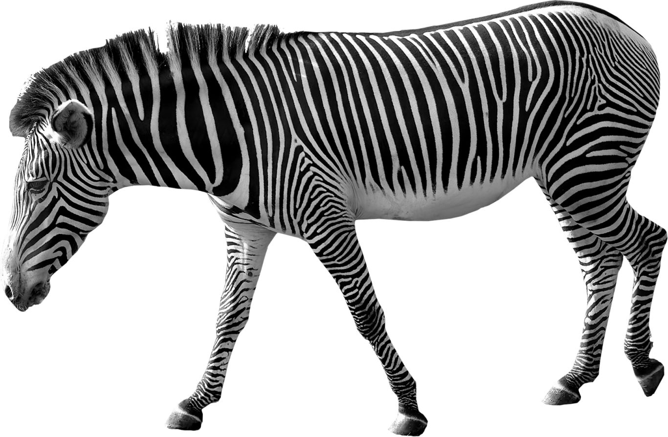 Zebra PNG image    图片编号:8966