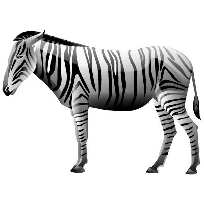 Zebra PNG image    图片编号:8967