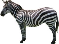 Zebra PNG image    图片编号:8968