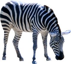 Zebra PNG image    图片编号:8970
