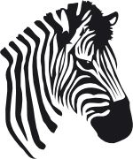 Zebra PNG image    图片编号:8971