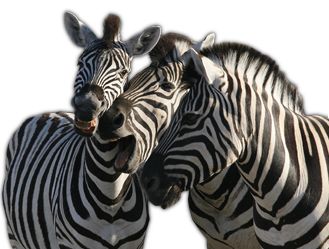 Zebra PNG image    图片编号:8973