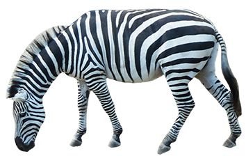 Zebra PNG image    图片编号:8974