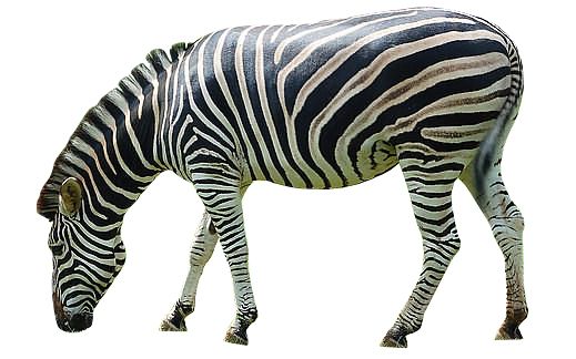Zebra PNG image    图片编号:8976