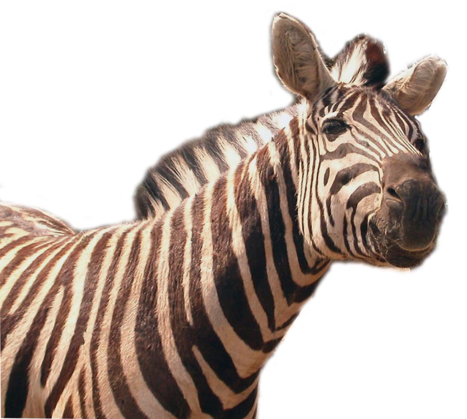 Zebra PNG image    图片编号:8977