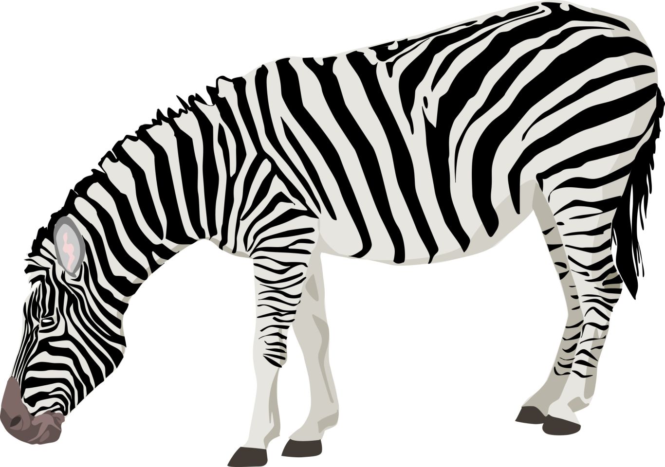 Zebra PNG image    图片编号:95970
