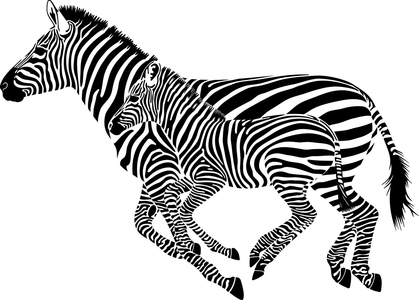 Zebra PNG image    图片编号:95971