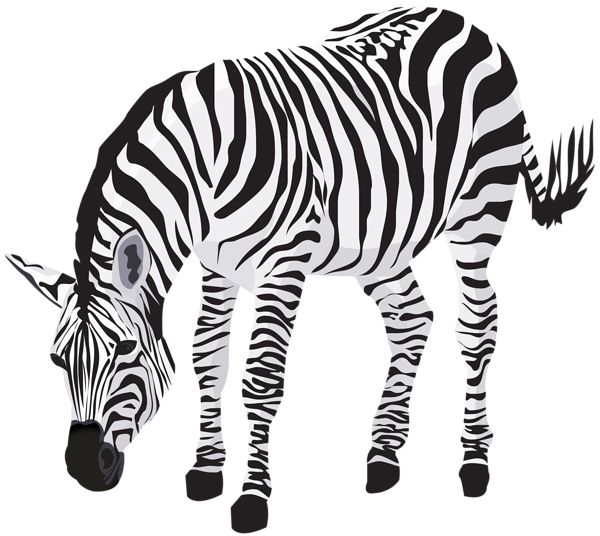 Zebra PNG image    图片编号:95974