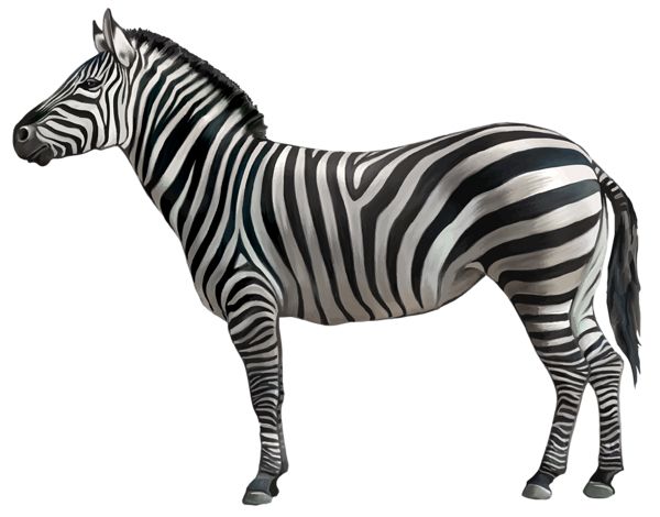 Zebra PNG image    图片编号:95976