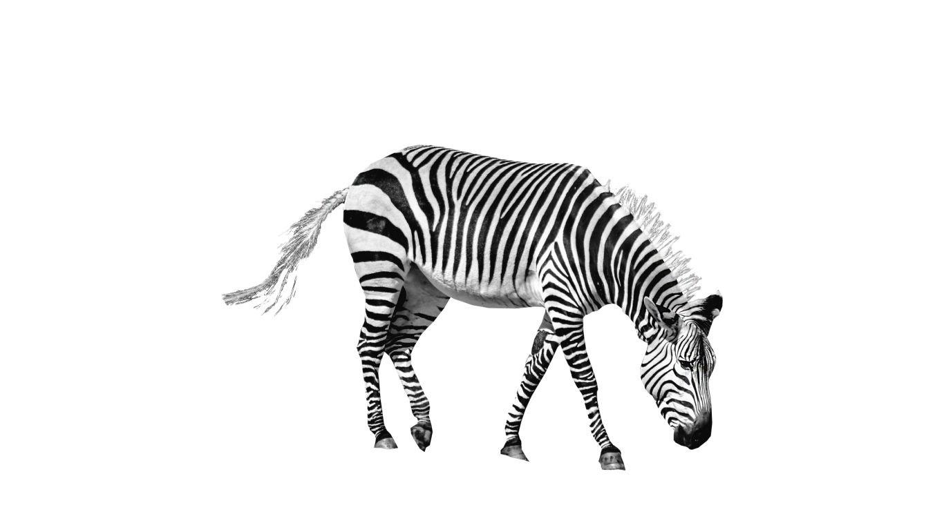 Zebra PNG image    图片编号:95979