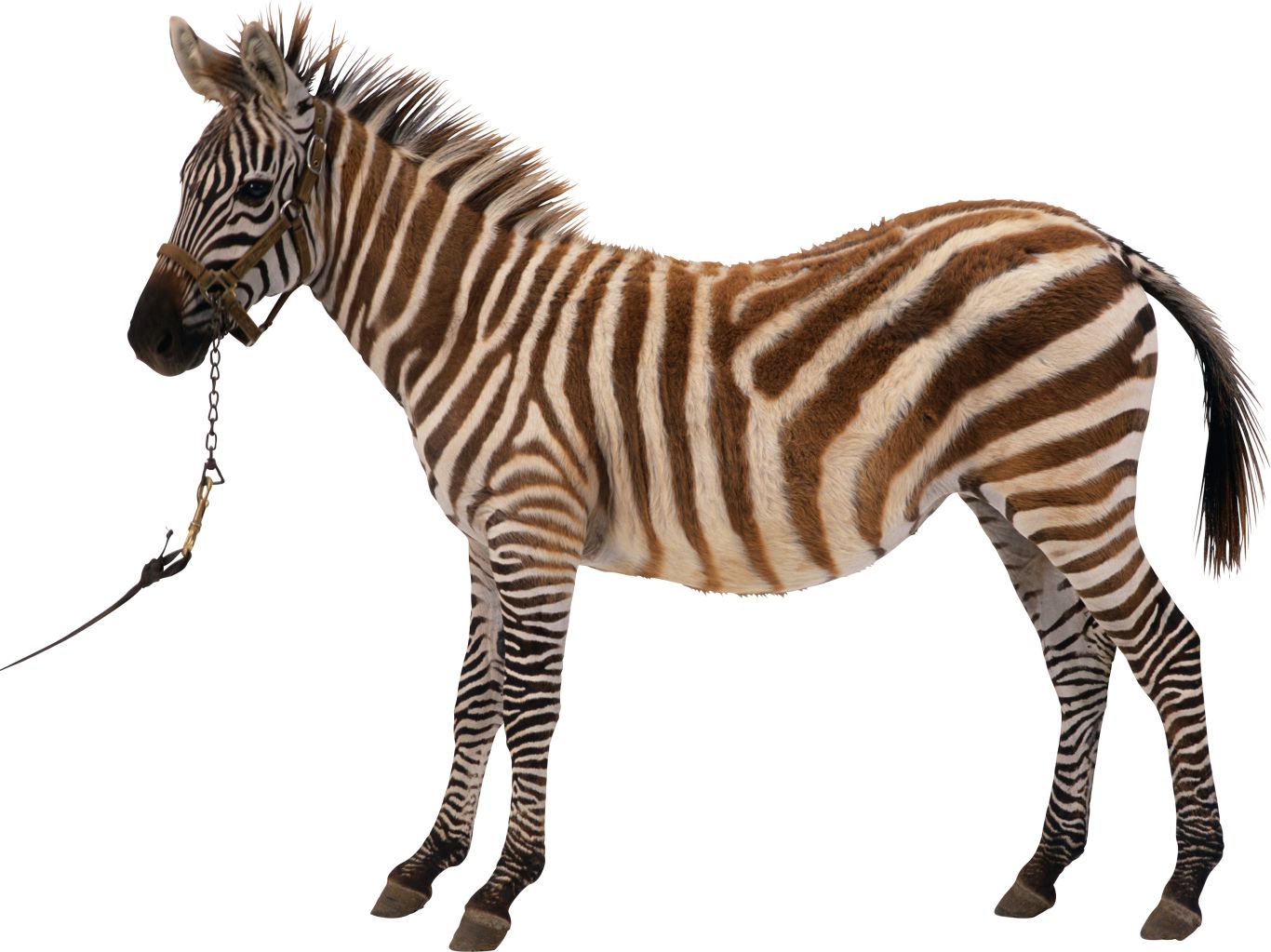 Zebra PNG image    图片编号:95985