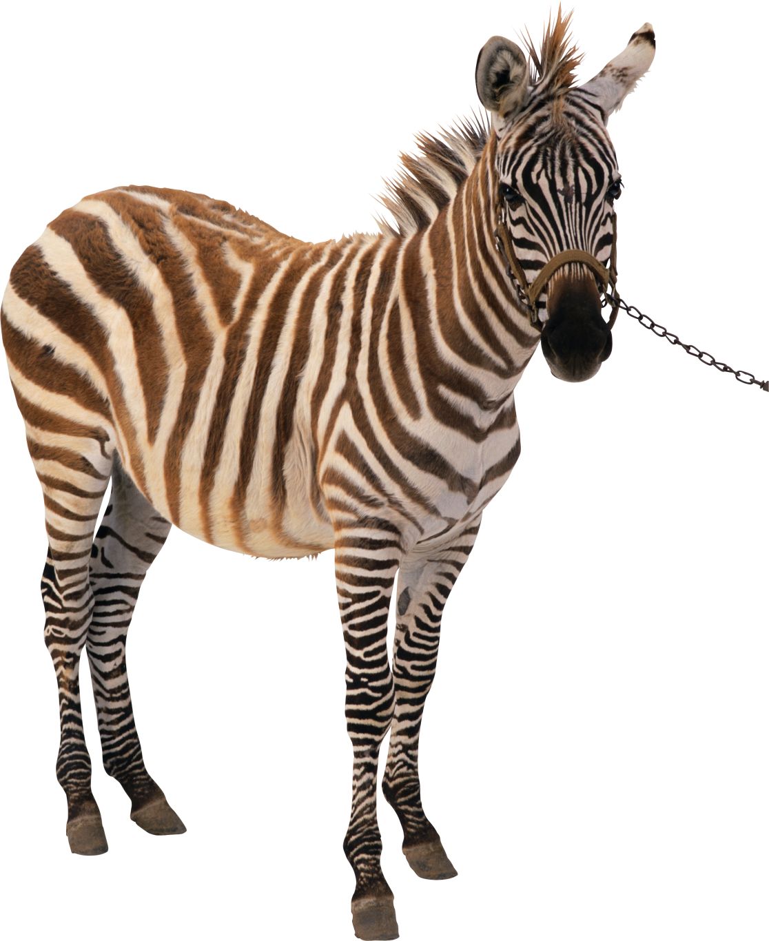 Zebra PNG image    图片编号:95992