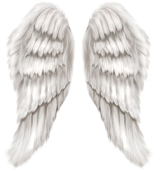 Wings PNG    图片编号:103451