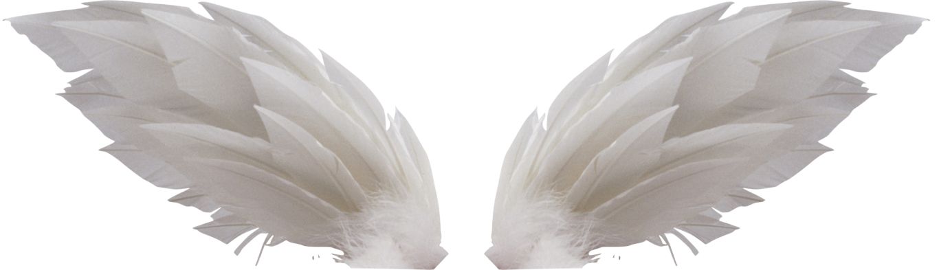 White wings PNG    图片编号:21785