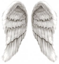 White angel wings PNG    图片编号:21788