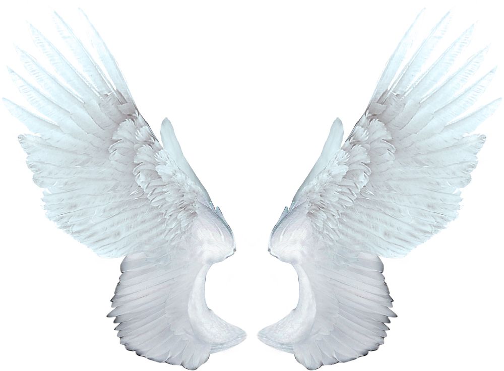 White angel wings PNG    图片编号:21790