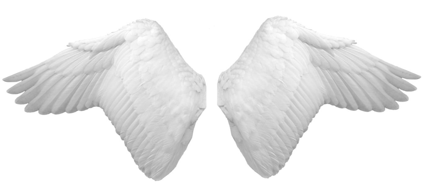 Wings PNG    图片编号:21791