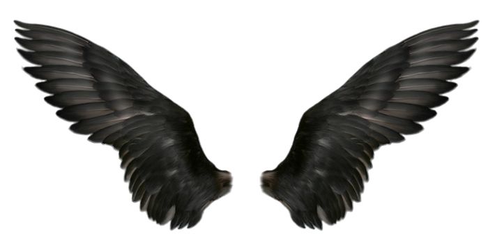 Wings PNG    图片编号:21794