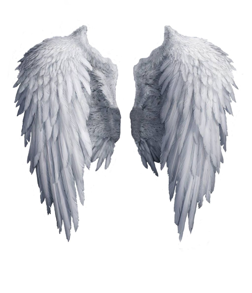 White angel wings PNG    图片编号:21819