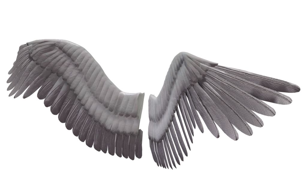 Wings PNG    图片编号:21820