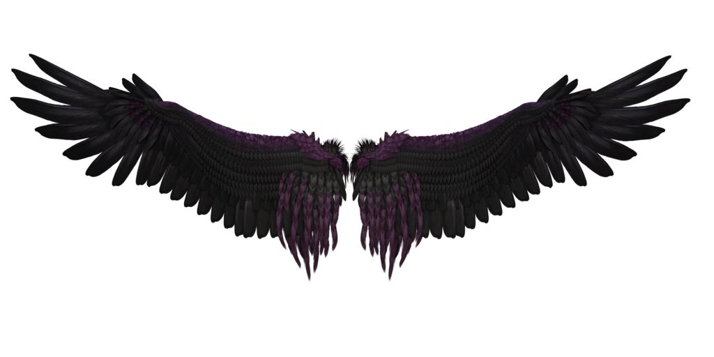 Black wings PNG    图片编号:21822