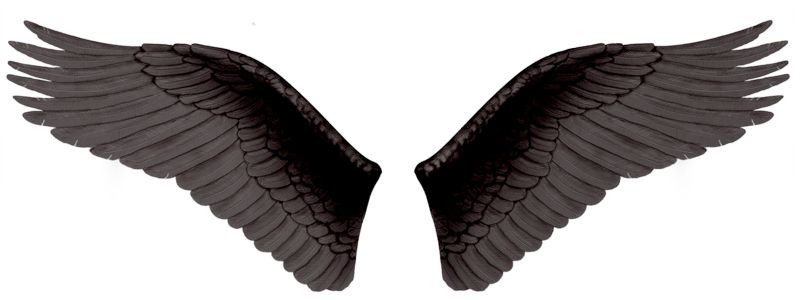 Black evil wings PNG    图片编号:21779