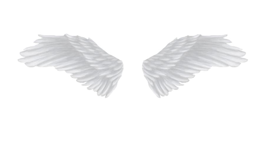 White angel wings PNG    图片编号:21826