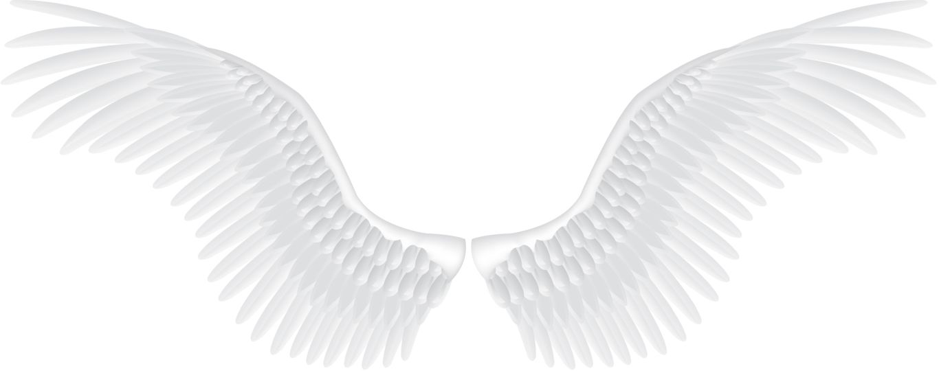 White angel wings PNG    图片编号:21835