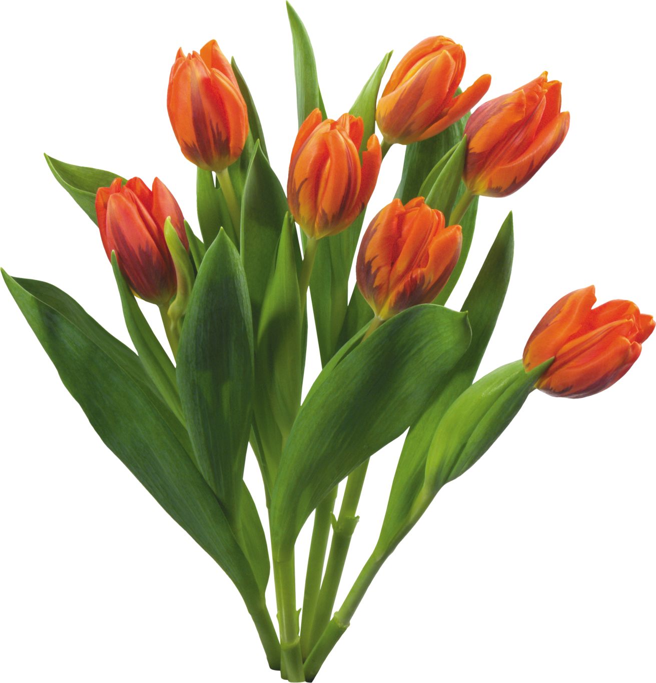 Bouquet flowers PNG    图片编号:21636