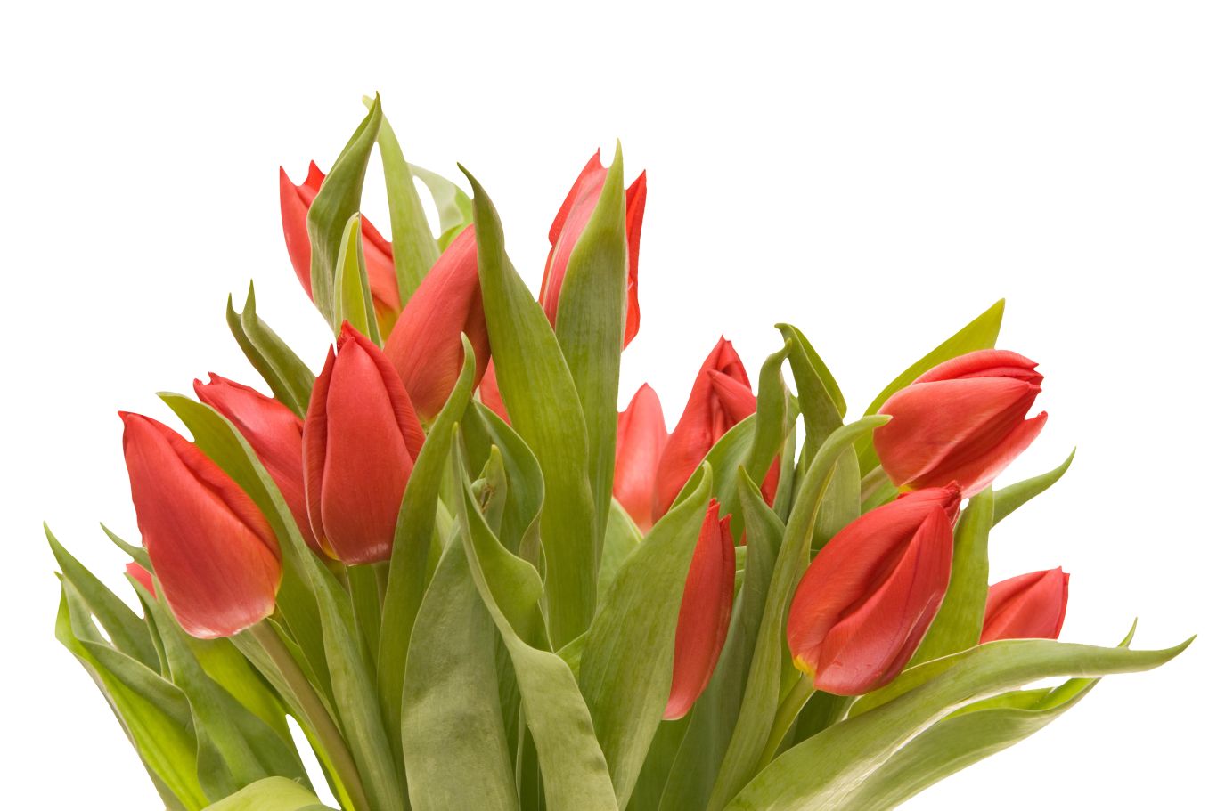 Bouquet flowers PNG    图片编号:21614