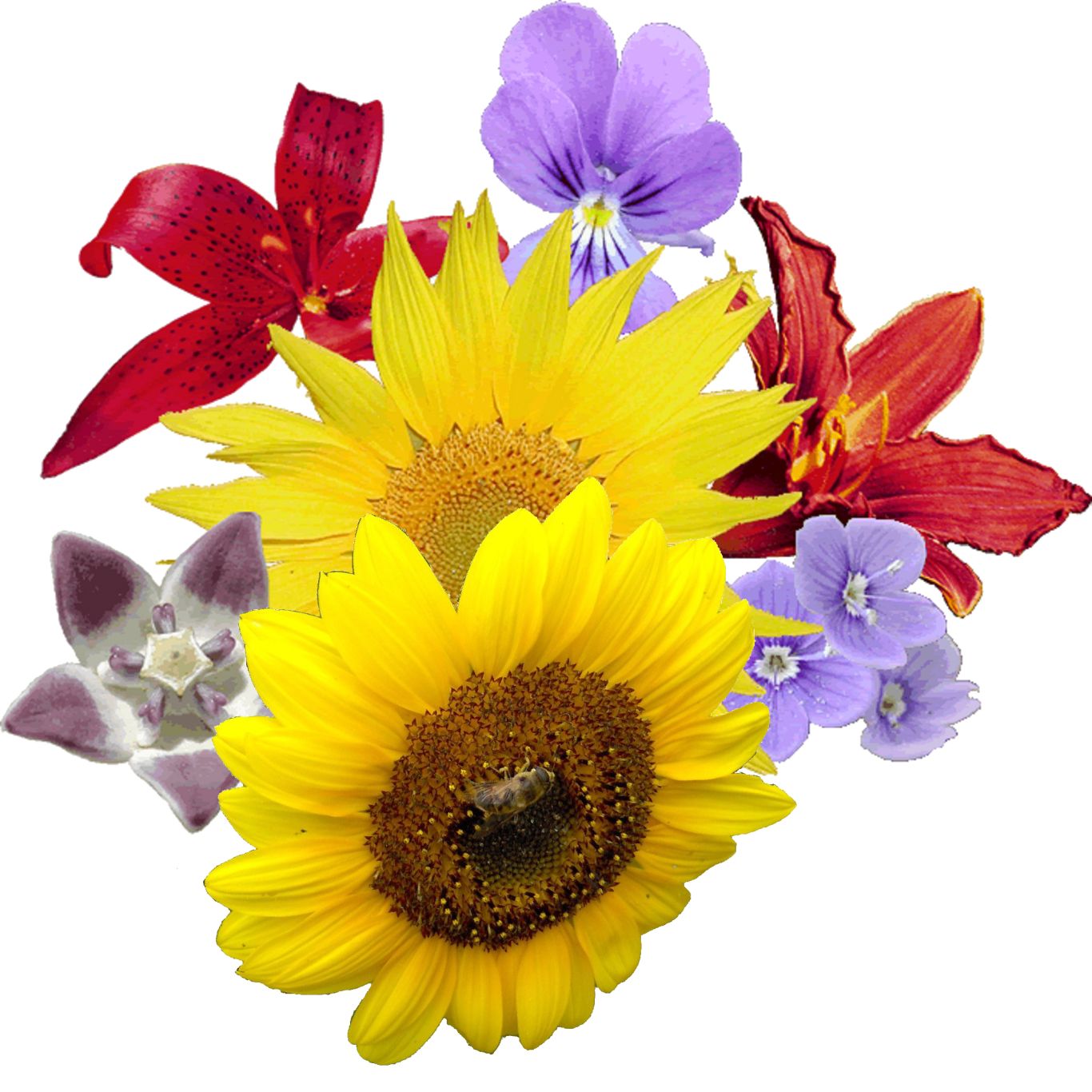 Bouquet flowers PNG    图片编号:21650