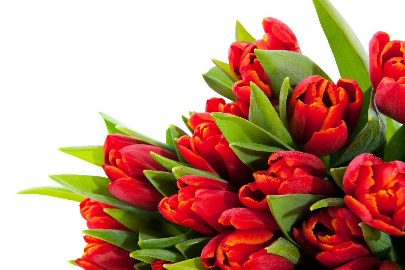 Bouquet flowers PNG    图片编号:21661