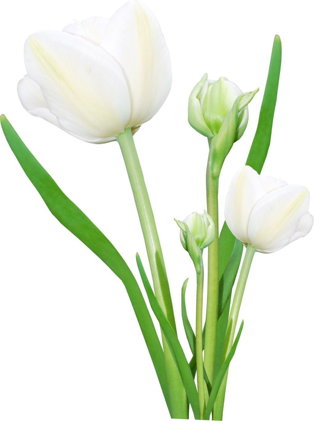 Bouquet flowers PNG    图片编号:21667