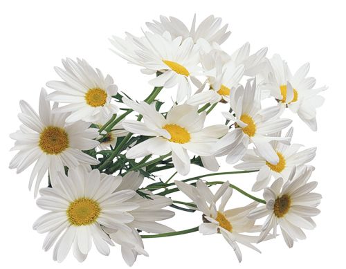Camomile PNG image, free flower picture    图片编号:663