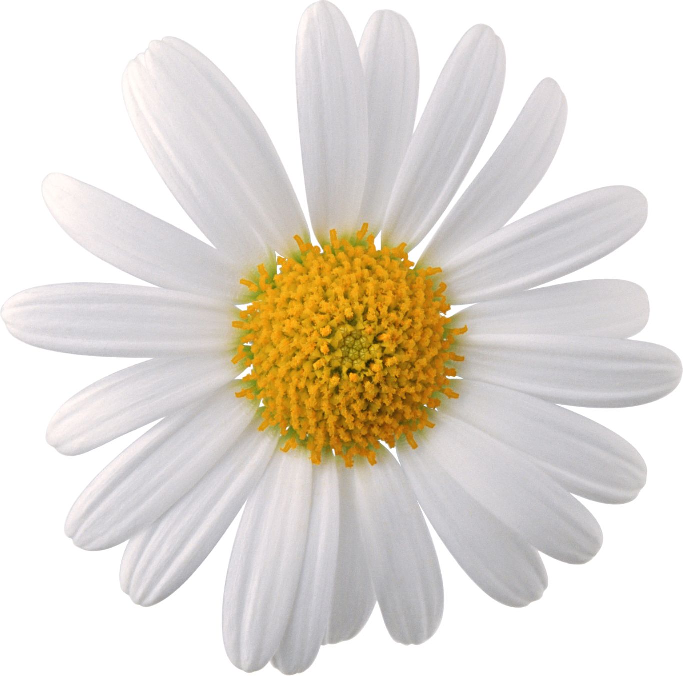 Camomile PNG image, free flower picture    图片编号:666