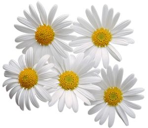 Camomile PNG image, free flower picture    图片编号:669