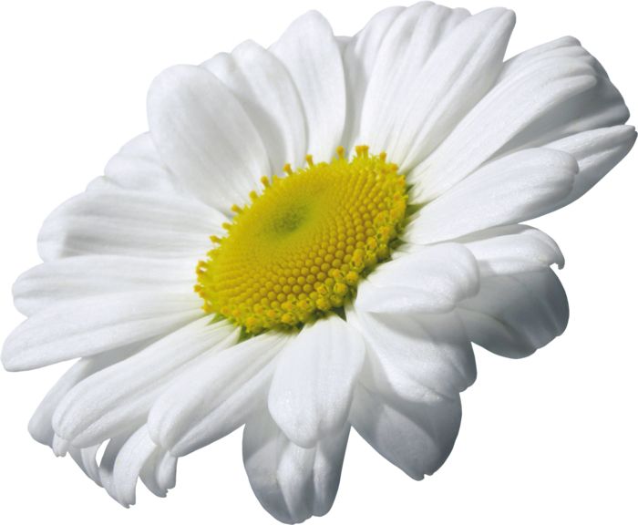 Camomile PNG image, free flower picture    图片编号:670
