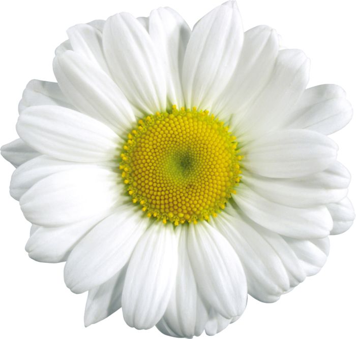 Camomile PNG image, free flower picture    图片编号:671