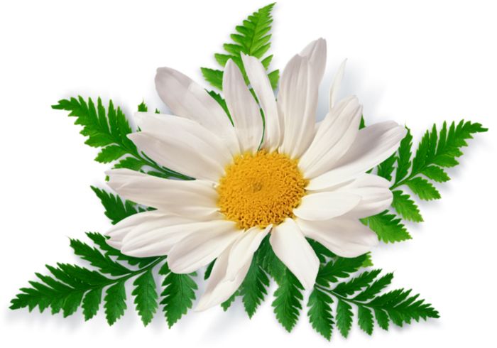 Camomile PNG image, free flower picture    图片编号:672