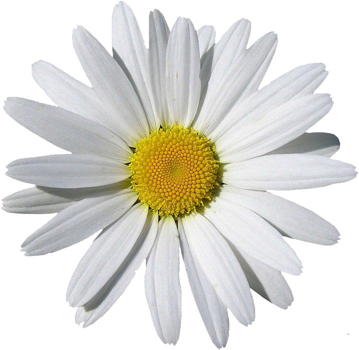 Camomile PNG image, free flower picture    图片编号:673