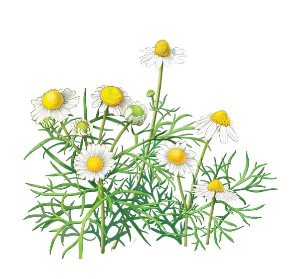 Camomile PNG image, free flower picture    图片编号:674