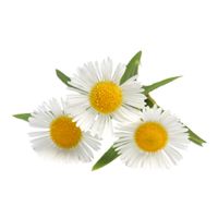 Camomile PNG image, free flower picture    图片编号:676