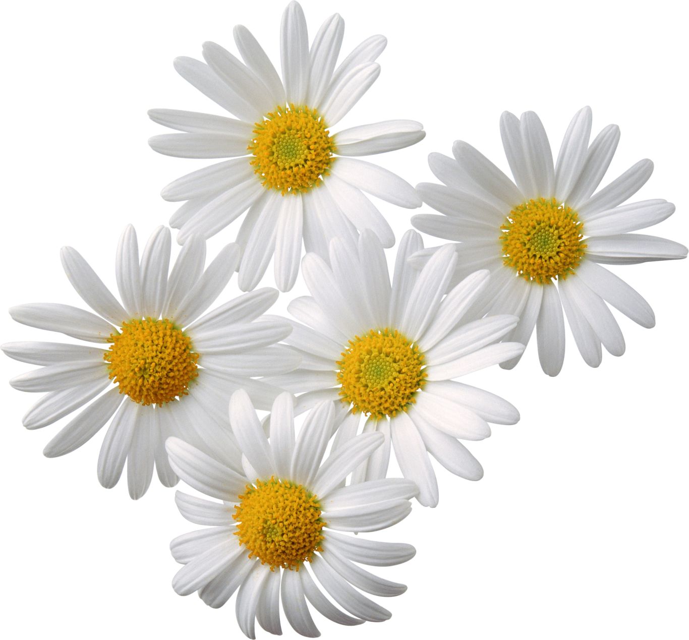 Camomiles PNG image, free flower picture    图片编号:677