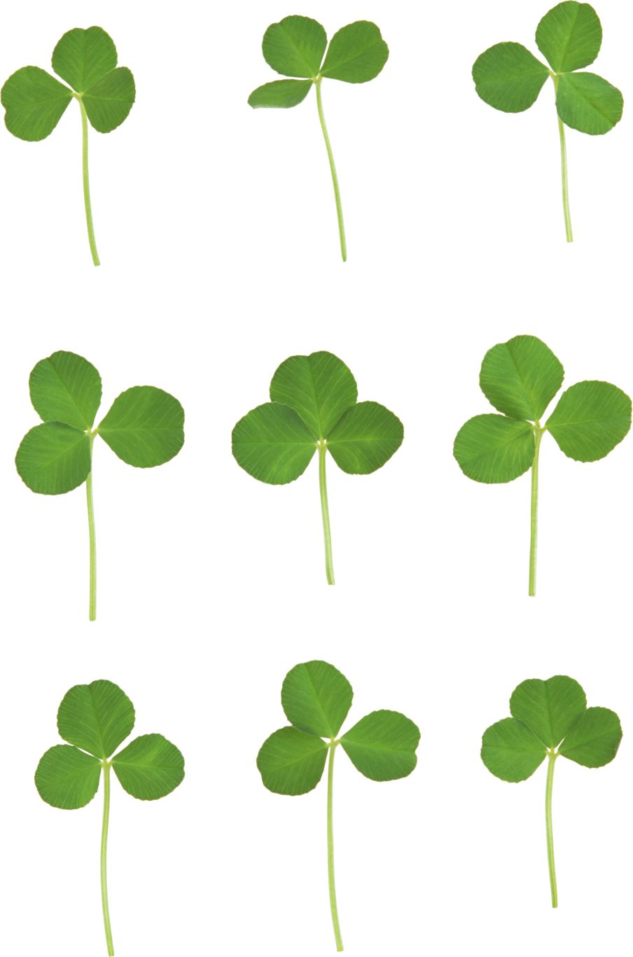Clover PNG image    图片编号:4516