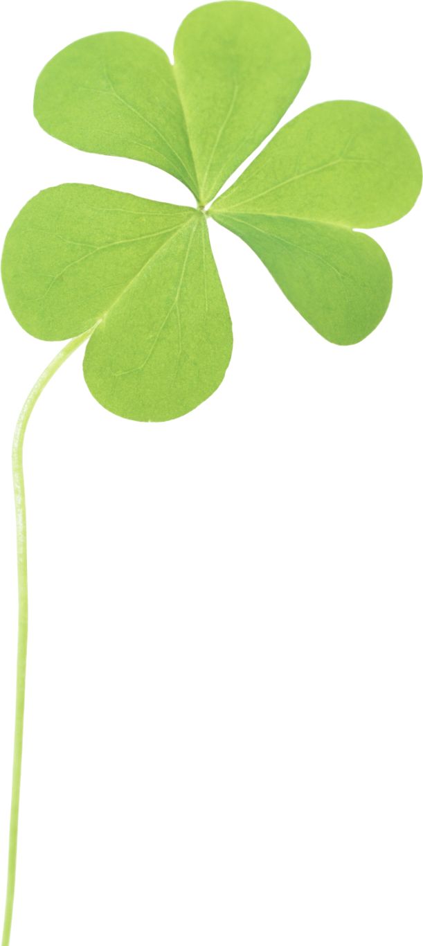 Clover PNG image    图片编号:4517